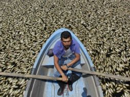 Cientos de miles de peces muertos son recogidos tras el ecocidio. EFE /