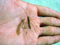 Debido a que se trata de una localidad de pocos habitantes, el tener 20 contagios de dengue es un foco de alerta. ARCHIVO /