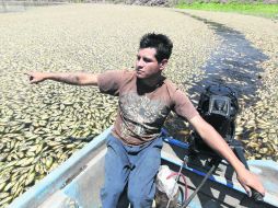 La mortandad masiva de peces dejó al menos ochenta familias sin sustentos ya que la venta del producto es su fuente de ingresos. EFE /
