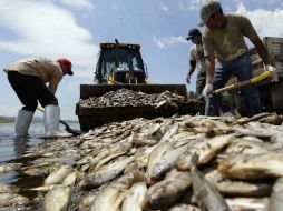Cientos de miles de peces muertos tras el derrame de melaza. EFE /