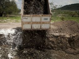 Las toneladas de pescados muertos se entierran en una fosa.  /