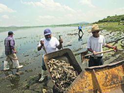 DESOLACIÓN. Labores de limpieza en la Presa del Hurtado luego de la contaminación por parte de una empresa clandestina. EL INFORMADOR /