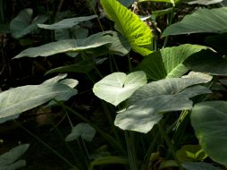 Descubrimiento de CO2, puede ser una buena noticia para sectores productivos como el agrícola y el forestal. ARCHIVO /