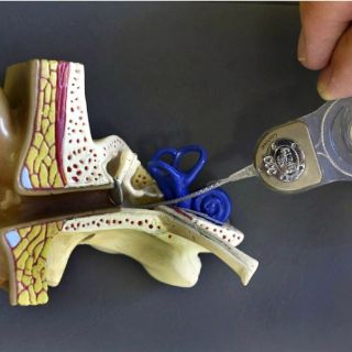 Investigadores de Princeton crean oído biónico