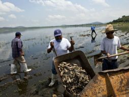 El derrame de melaza en la Presa de Valencia afectó las aguas y mató a 500 toneladas de peces. ARCHIVO /