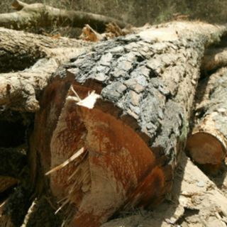 Mínima, la supervivencia de lo reforestado