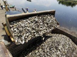 Solicitarán a Aristóteles Sandoval creación de fondo para apoyar a los pescadores igual que a los de Cajititlán. ARCHIVO /