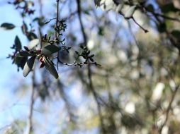La captación de gases invernadero baja proporcionalmente al número de plantas afectadas. ARCHIVO /