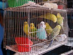 A los concesionarios de las tiendas se les permitió entrar a los negocios para limpiar jaulas y  retirar los animales enfermos. ARCHIVO /