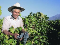Desde hace 23 años, los vitivinicultores ensenadenses festejan las fiestas por la cosecha de manera paralela. ESPECIAL /