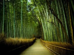 El bambú puede ser un cultivo interesante y productivo en México. ARCHIVO /