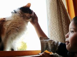 Evitar el contacto con animales es el tratamiento más importante y eficaz para pacientes alérgicos a éstos. ARCHIVO /