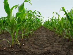 La sustancia crea una barrera física, química y biológica para proteger a la planta de insectos presentes en el suelo.  /