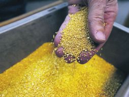 A la baja. Los expertos prevén que en los próximos tres meses el precio del oro pueda llegar a los mil dólares por onza. AFP /