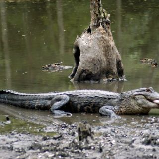 Cocodrilo ataca a joven en Florida
