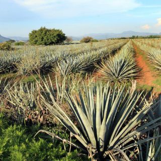 Vinaza puede reciclarse para riego agrícola