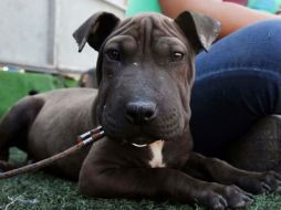 Señalan que se seguirán revisando los establecimientos donde se venden mascotas. ARCHIVO /