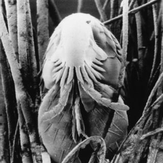 Hallan fósil de un parásito de 125 millones de años