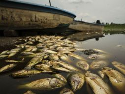 En total se recolectaron 532 toneladas de peces que murieron a causa de la derrama de melaza en la Presa del Hurtado. ARCHIVO /
