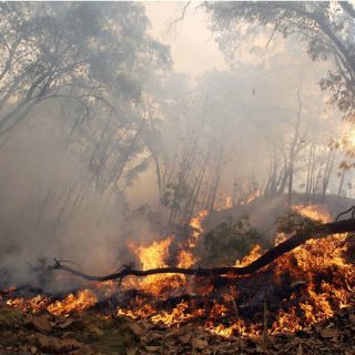 Mexicanos diseñan detector de incendios forestales