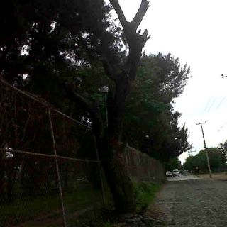 Trozan árboles longevos a espaldas del ITESO