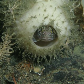 Esponjas vítreas invaden la Antártida