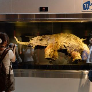 Japón exhibe por primera vez al mamut ''Yuka''