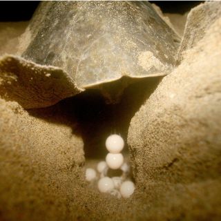 Nicaragua protege reproducción de tortugas en el Pacífico