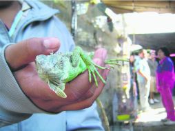 Venta irregular. Un comerciante ofrece un reptil en el tianguis ''El Bartatillo''. EL INFORMADOR /
