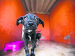 Uno de los problemas de salud animal de los municipios se basa en el control de la sobrepoblación de perros y gatos. EL INFORMADOR /
