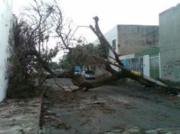 El árbol obstruye la totalidad de la calle Pedro de Zavala.  /