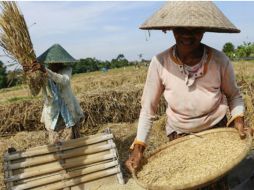 El arroz se vuelve una opción considerable para competir con otras fuentes de energía, ya que es abundante y económico. EFE /