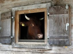La Policía informa que se encuentran buscando al propietario del animal. ARCHIVO /
