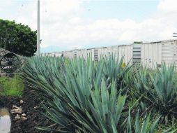Los productores de agave dijeron que cuentan con inventarios suficientes en las regiones Ciénega, Valles y Altos. EL INFORMADOR /