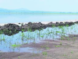La SEMADET señaló que podrían ser dos personas las responsables del ecocidio en la presa también conocida como de Valencia. EL INFORMADOR /