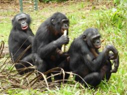 Los bonobos, son considerados los ''parientes'' vivos más cercanos al hombre. ESPECIAL /