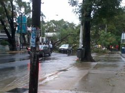 Árboles derribados por la lluvia obstaculizan el paso de los automóviles  Johana Hernández.  /