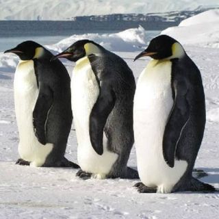 Rusia bloquea protección medioambiental de Antártida