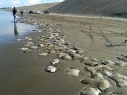 Se espera que la Procuraduría Federal de Protección al Ambiente dé a conocer la muerte de las mantarrayas. SUN /