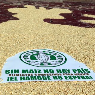 Organizaciones lanzan campaña contra transgénicos