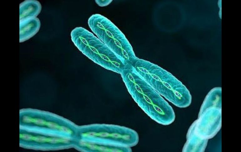 Investigación es gran avance en desarrollo de terapias, basadas en cromosomas, que corrijan desordenes genéticos. ESPECIAL /