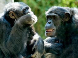 Se calcula que los hechos autobiográficos los recuerdan hasta tres años después. ARCHIVO /