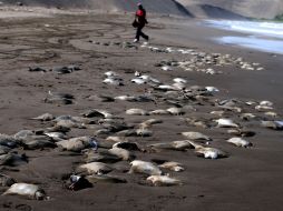 Se llevan a cabo cuestionamientos técnicos-biológicos. EFE /