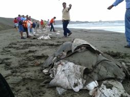 Un total de 219 ejemplares de mantarrayas fueron encontradas sin vida en una playa de Veracruz. ARCHIVO /