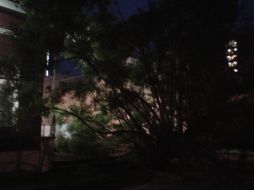 Los árboles caídos estuvieron sobre la banqueta, obstruyendo el paso. EL INFORMADOR /
