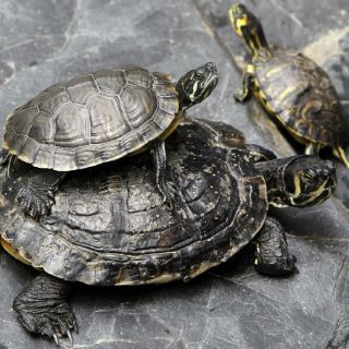 España, área de descanso para las tortugas bobas americanas