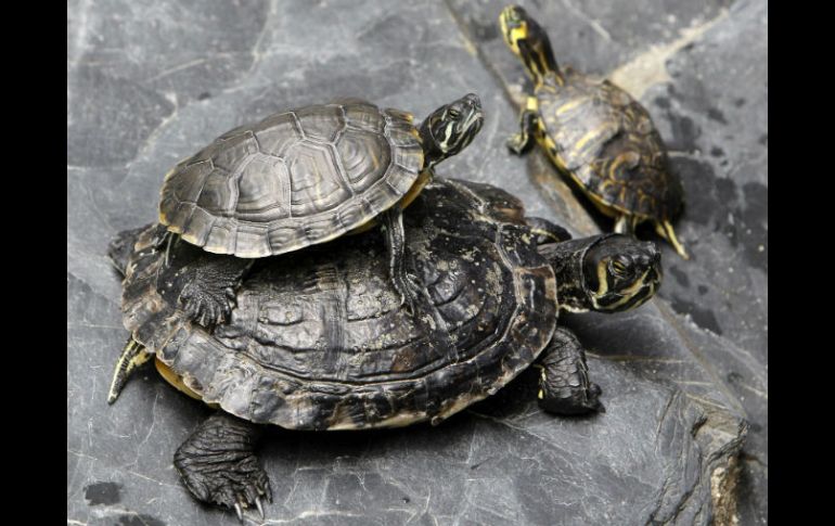 Ciudadela es el sito en donde reposan después de su largo viaje migratorio del Atlántico americano al Adriático. EFE /