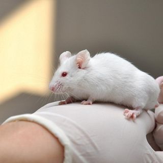 Roedores ayudan a entender selección de pareja entre humanos