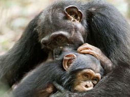 Las repercusiones de este descubrimiento podrían cambiar drásticamente el campo de la experimentación. ARCHIVO /