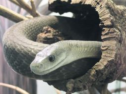 La mamba negra posee 100 miligramos de veneno neurotóxico; sólo dos gotas bastan para matar a un hombre. ESPECIAL /